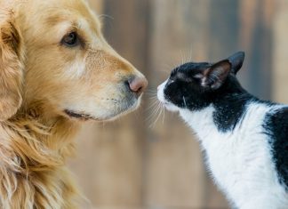 La Ciudad tendrá una Semana de Adopción de Mascotas mascotas, gato, perro