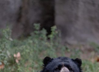 Tres osos de anteojos del Ecoparque ya están en un santuario en Estados Unidos