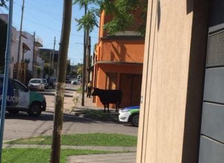 Quilmes: Un toro robado se escapó y causo pánico en pleno centro toro